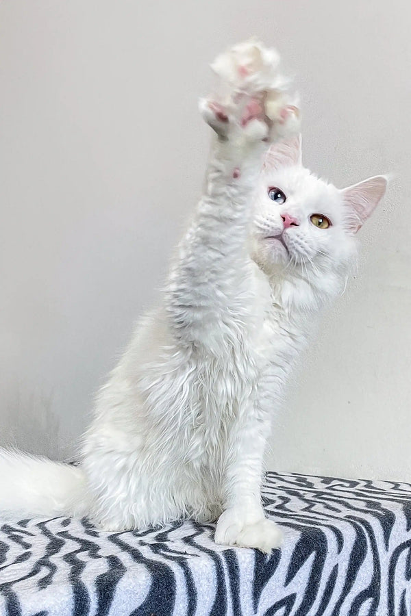 White polydactyl Maine Coon cat with raised paw on a cool zebra-patterned surface