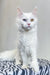 White polydactyl Maine Coon cat with yellow eyes and pink nose sitting upright