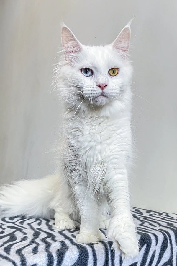 White polydactyl Maine Coon cat with yellow eyes and pink nose sitting upright