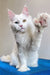 White polydactyl Maine Coon cat with raised paw sitting on a blue surface