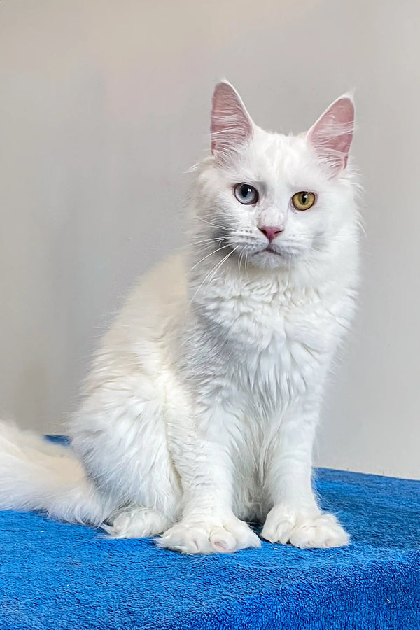 Adorable Polydactyl Maine Coon cat with fluffy white fur and cool heterochromia eyes