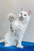 White cat with raised paw on blue surface, showcasing a Polydactyl Maine Coon