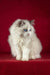 Adorable White Ragdoll cat with bright blue eyes and fluffy fur from Malvin Ragdoll Kitten