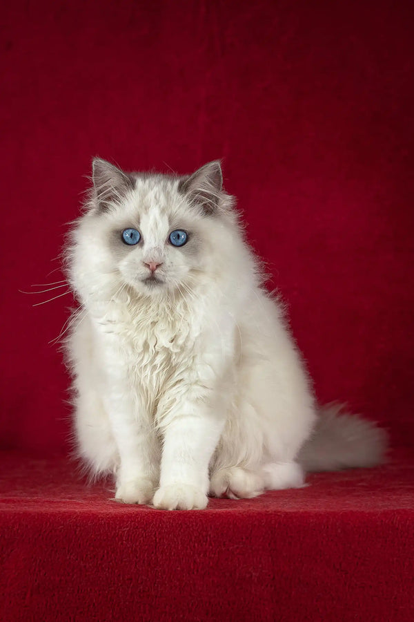 Cute White Ragdoll cat with blue eyes and fluffy fur in Malvin Ragdoll Kitten product