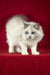 Adorable White Ragdoll kitten named Malvin with stunning blue eyes and fluffy fur