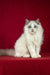 White Ragdoll kitten Malvin with fluffy fur and stunning blue eyes