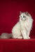 White Ragdoll cat with blue eyes and fluffy fur in Malvin Ragdoll Kitten product