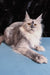 Lying Maine Coon cat named Malvina showcasing her adorable kitten charm