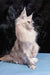 Elegant Silver Maine Coon Cat in the Malvina Maine Coon Kitten product