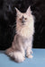 Majestic Maine Coon cat named Malvina showcases its fluffy charm and playful spirit