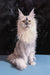 Majestic long-haired gray and white Maine Coon kitten named Malvina