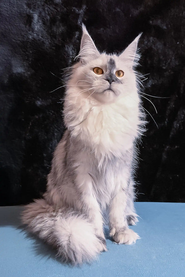 Majestic silver Maine Coon cat named Malvina in a cozy setting