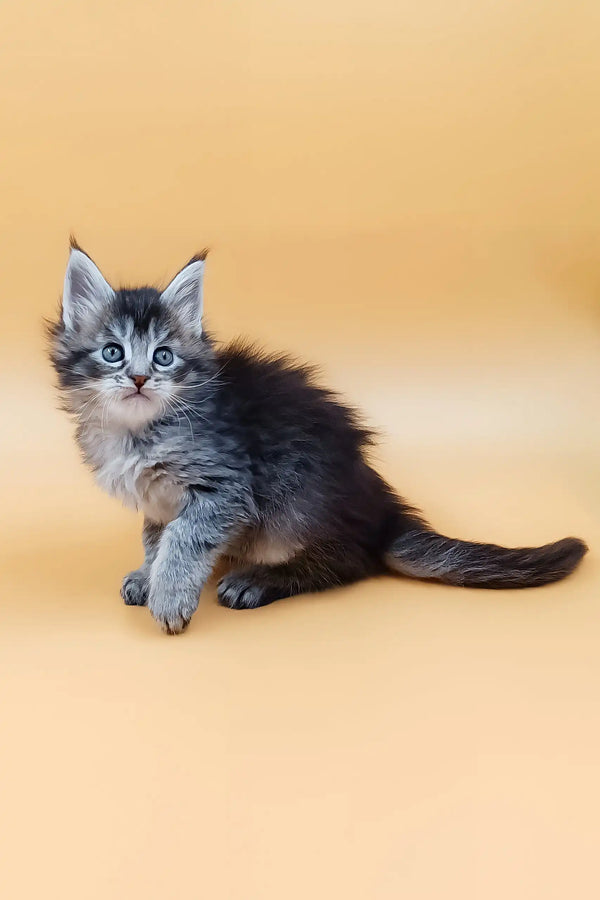 Fluffy gray kitten named Malvinka, a lovable Maine Coon cutie