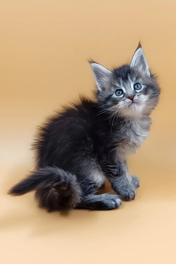 Fluffy gray kitten from Malvinka Maine Coon Kitten collection, super cute and playful