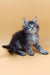 Cute gray and black fluffy kitten named Malvinka, a charming Maine Coon