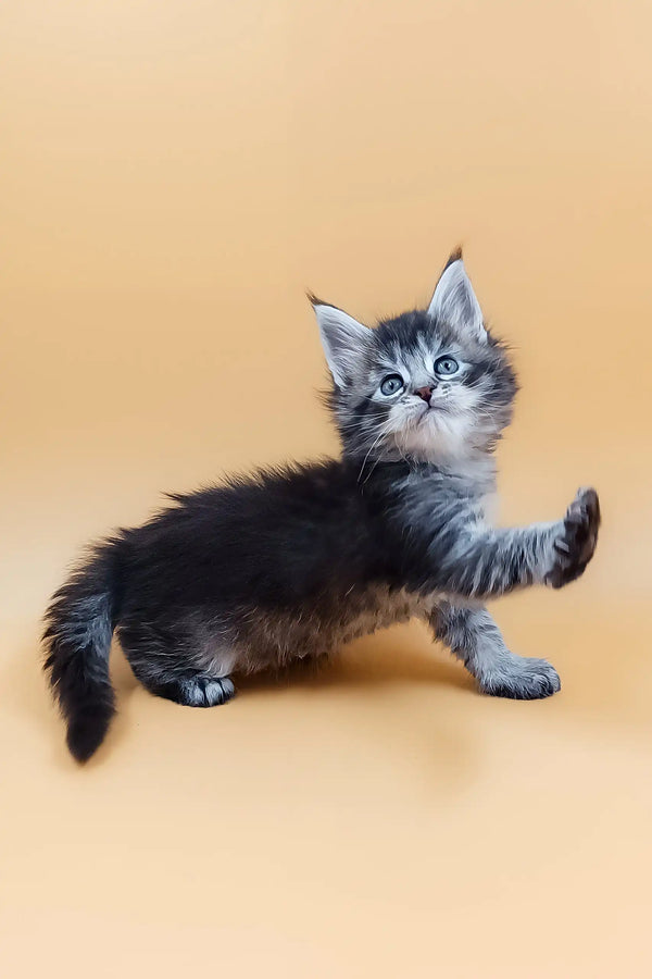 Playful gray and black kitten from Malvinka Maine Coon Kitten collection