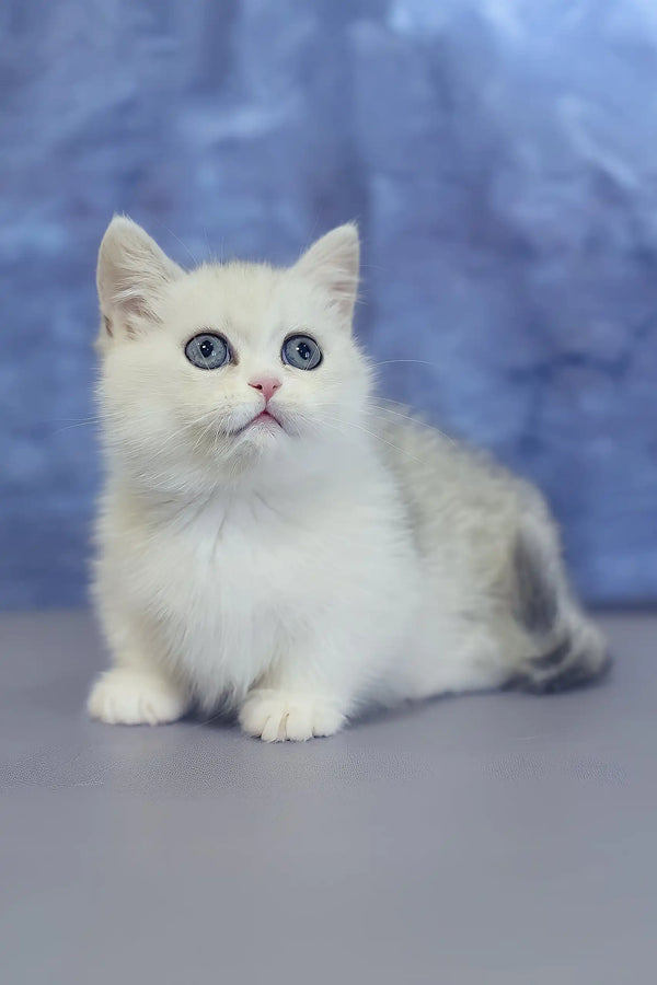 Short Hair Munchkin Himalayan Kittens Munchkin Kittens For Sale
