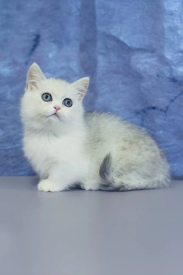 Malwa | munchkin kitten
