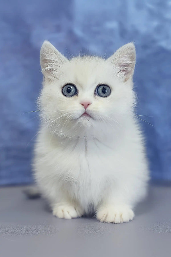 Malwa | munchkin kitten
