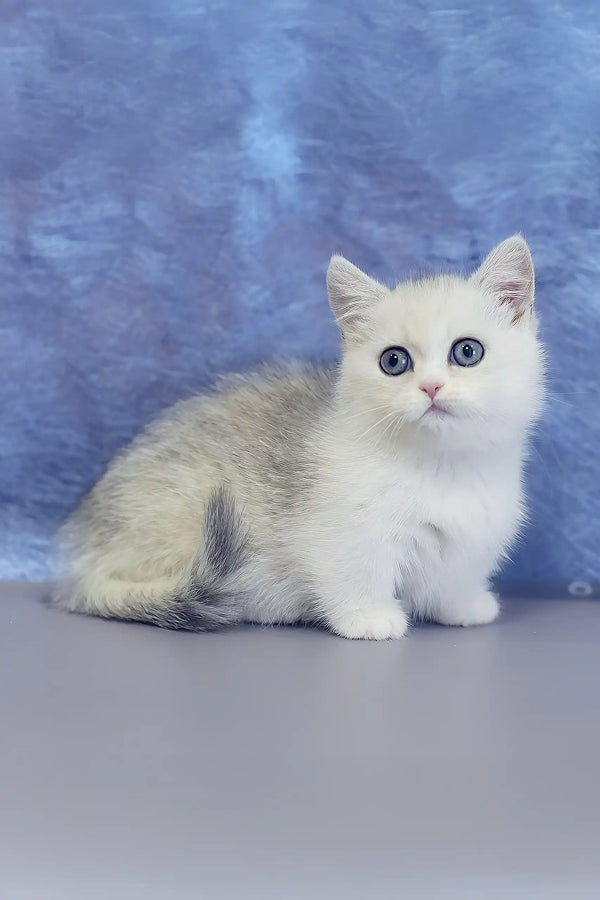 Malwa | munchkin kitten