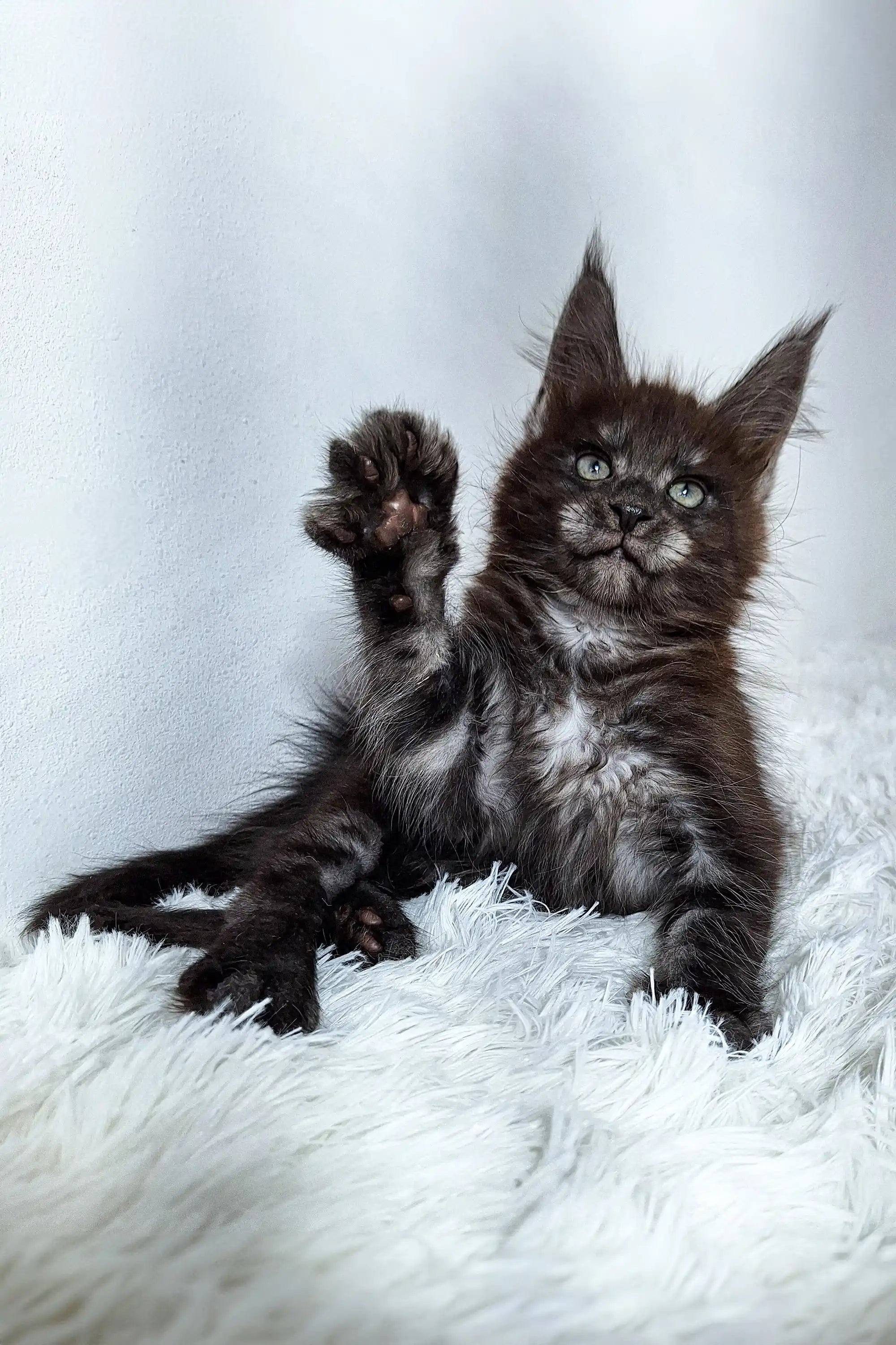 Maine Coon Kittens for Sale Manchester | Kitten