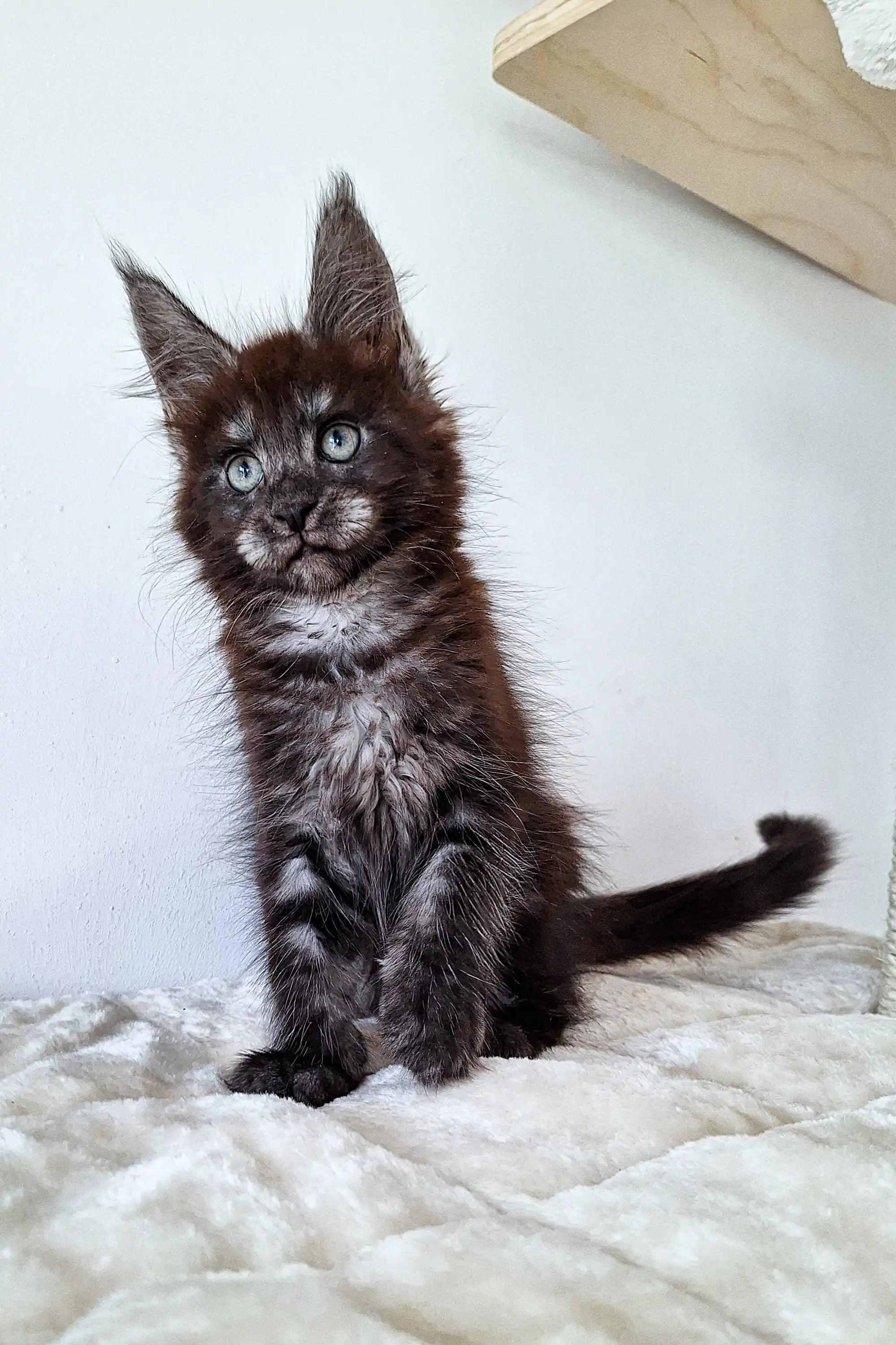 Maine Coon Kittens for Sale Manchester | Kitten