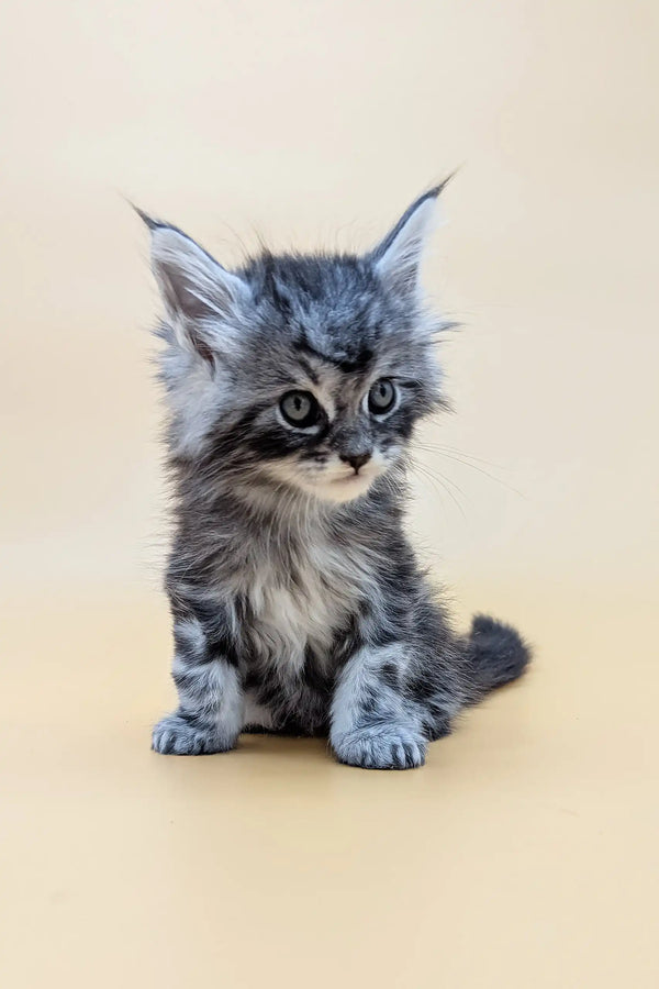 Fluffy gray tabby kitten with cute features from Mantra Maine Coon Kitten product