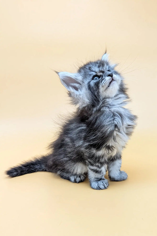 Gray tabby kitten looking up, featured in Mantra Maine Coon Kitten collection