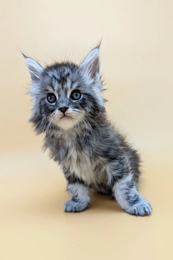 Gray tabby kitten looking adorable in the Mantra | Maine Coon Kitten product
