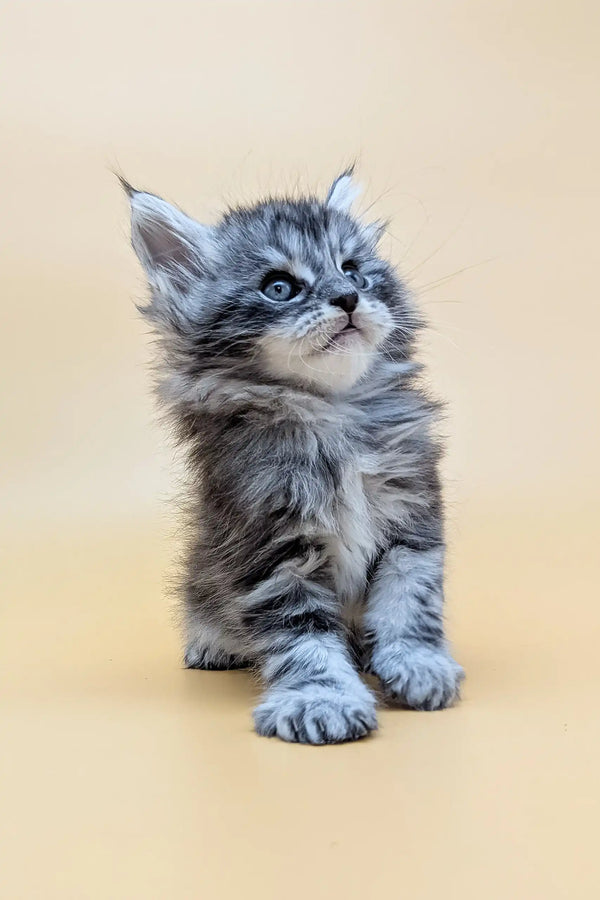 Gray tabby kitten with tufted ears featured in Mantra Maine Coon Kitten product