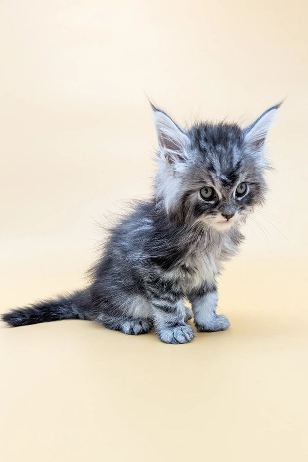 Gray tabby kitten from Mantra | Maine Coon Kitten collection. Super cute and playful!