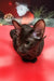 Black Oriental Shorthair cat named Manuel in cute kitten pose