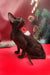 Chocolate-colored Oriental Shorthair kitten named Manuel looking cute and playful