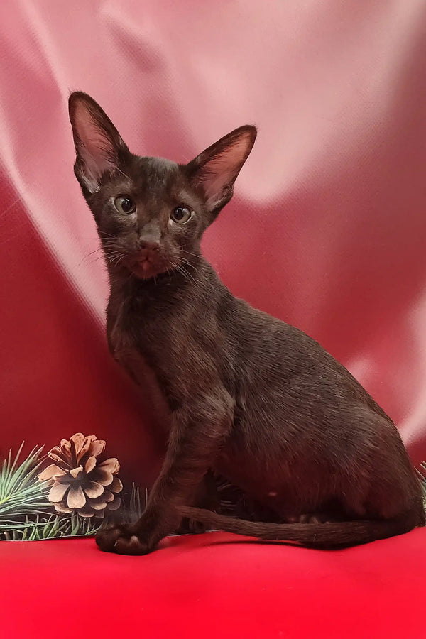 Chocolate-colored Oriental Shorthair kitten named Manuel looking adorable and playful