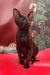 Chocolate-colored Oriental Shorthair kitten named Manuel, adorable and playful