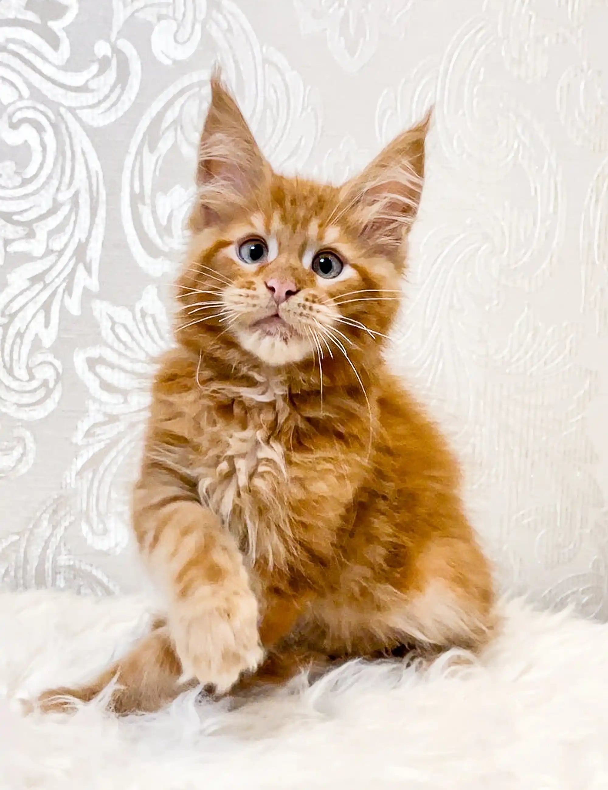 Maine Coon Kittens for Sale Marc | Kitten