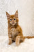 Adorable ginger Maine Coon kitten named Marc with fluffy fur and bright eyes