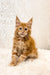 Ginger Maine Coon kitten with fluffy fur and alert expression in Marc product