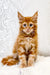 Ginger Maine Coon kitten with fluffy fur and cute ear tufts for Marc product display