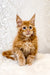 Adorable ginger Maine Coon kitten with fluffy fur and alert expression for sale