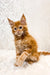 Ginger Maine Coon kitten with fluffy fur and an alert expression ready for play