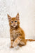 Orange tabby Maine Coon kitten with fluffy fur and bright eyes, perfect for cuddles