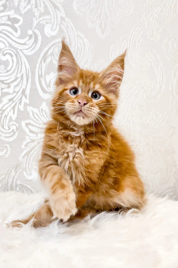 Adorable ginger Maine Coon kitten with fluffy fur and alert expression in Marc product