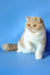 Cream and white Exotic Shorthair kitten Marcela with a flat face and fluffy coat