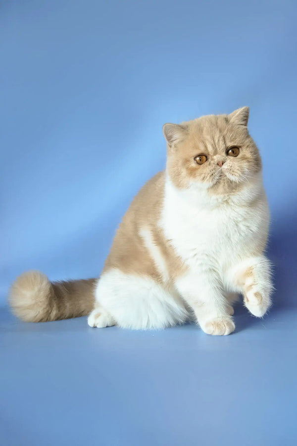 Cream and white Exotic Shorthair cat sitting upright for Marcela Exotic Shorthair Kitten