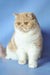 Cream and white Persian cat with a flat face on Marcela Exotic Shorthair Kitten product