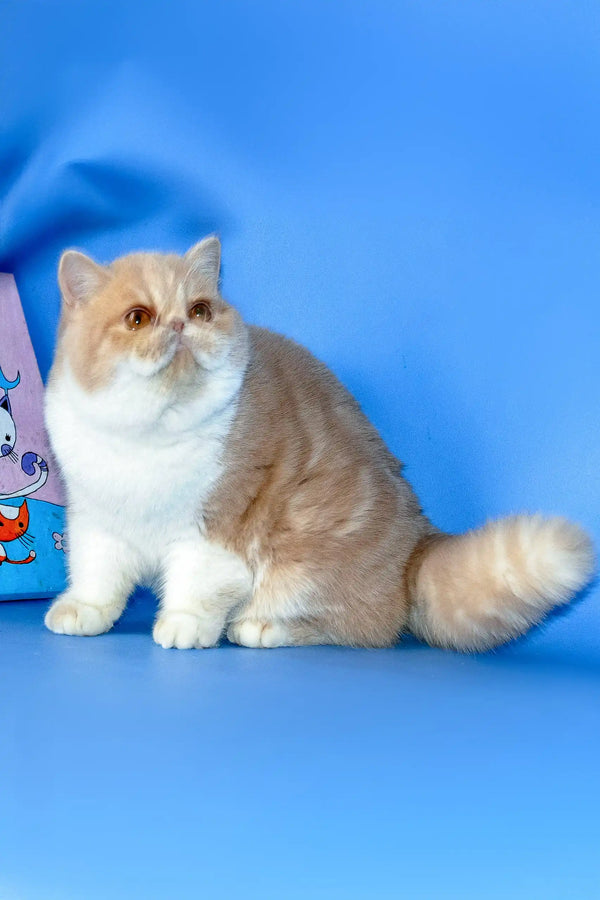 Meet Marcela Your Exotic Shorthair Kitten Companion