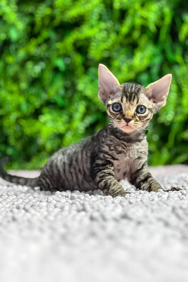 Marco | devon rex kitten