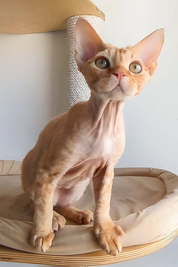 Cute Hairless Devon Rex kitten Marco showing off his big ears and playful personality