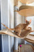 Orange Devon Rex cat playing on a cat tree in the Marco Devon Rex Kitten product